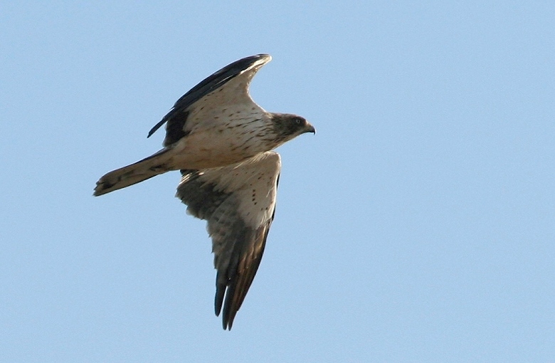 Aquila minore